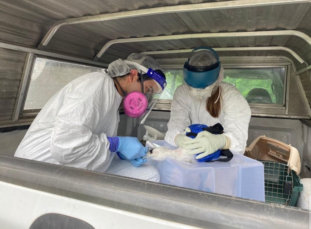 Two researchers collect a sample from a domestic cat in the field