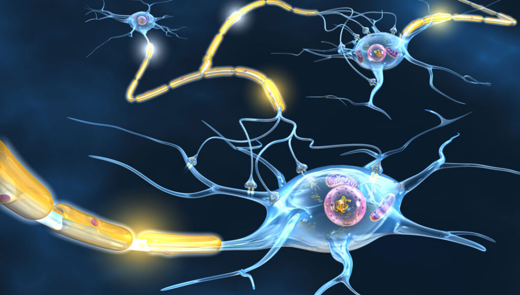 estrogen-MS-myelin-sheath-conceptual-rendering